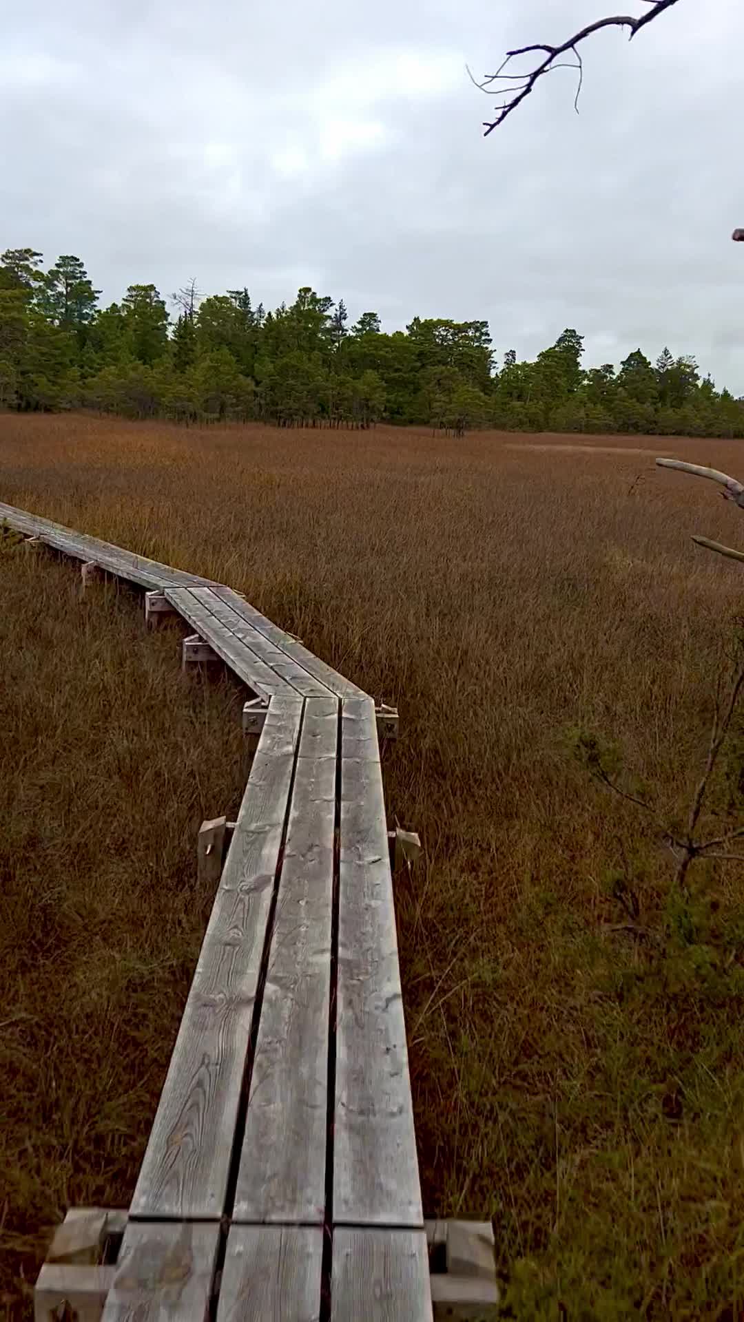 Mölnermyrslingan